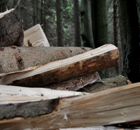 Mikado hat nur auf den ersten Blick etwas mit bayerischer Holzwirtschaft zu tun Mikado hat nur auf den ersten Blick etwas mit bayerischer Holzwirtschaft zu tun